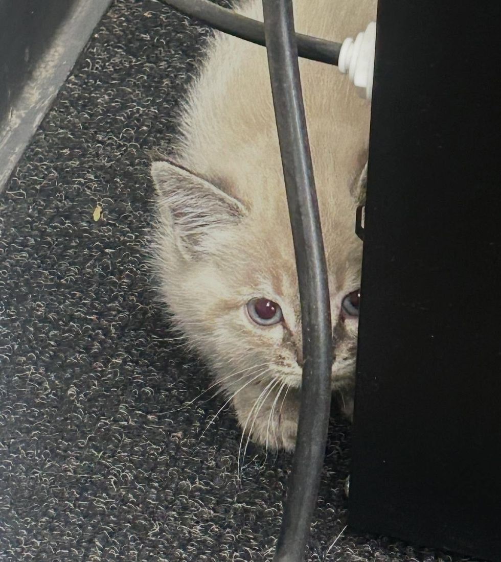 kitten office ceiling
