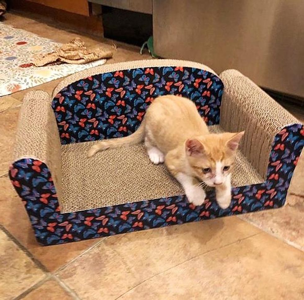 kitten on scratching couch