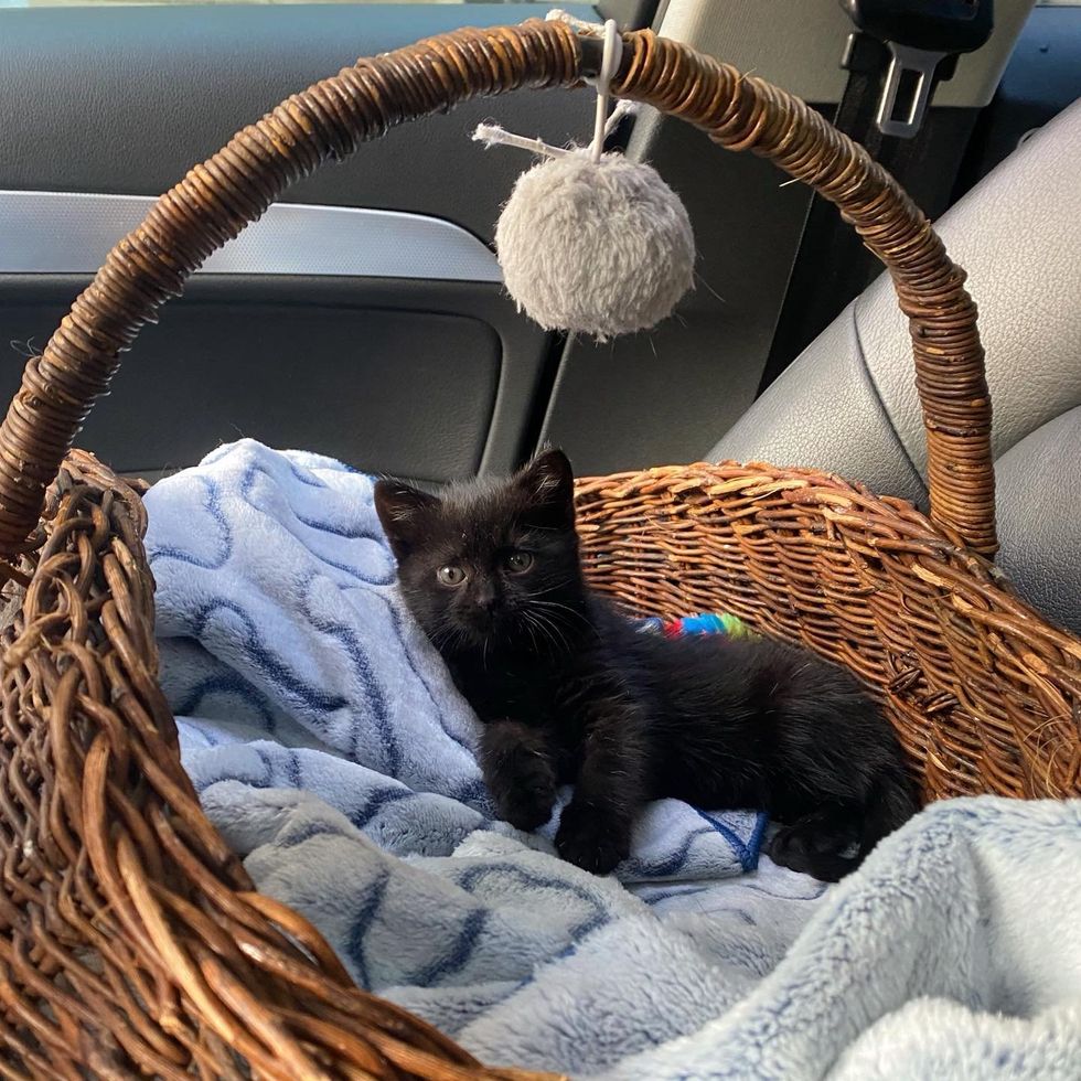 kitten panther basket