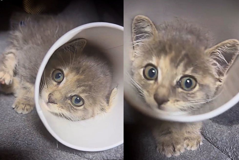 kitten paper cup cone