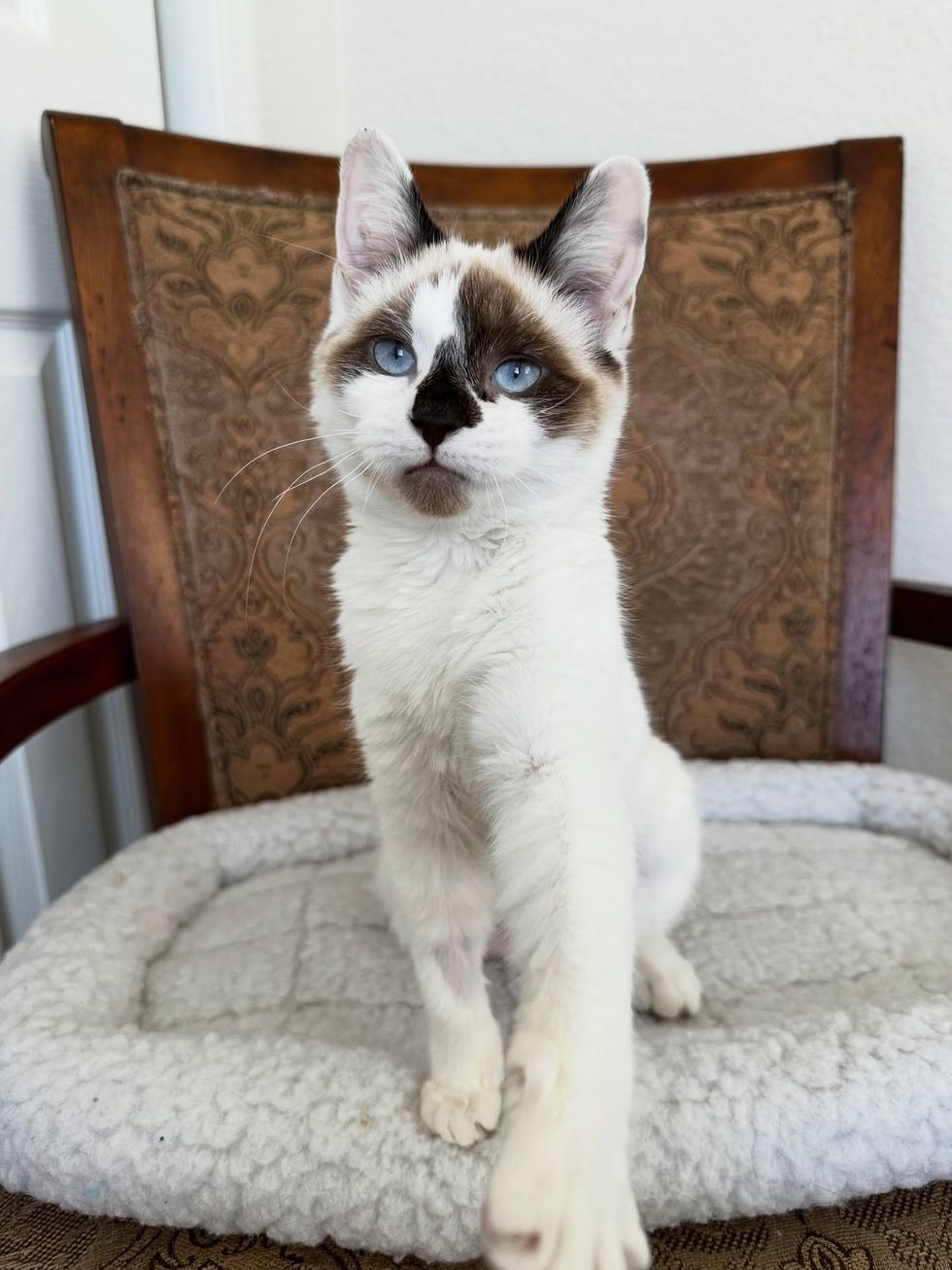 kitten paw happy home