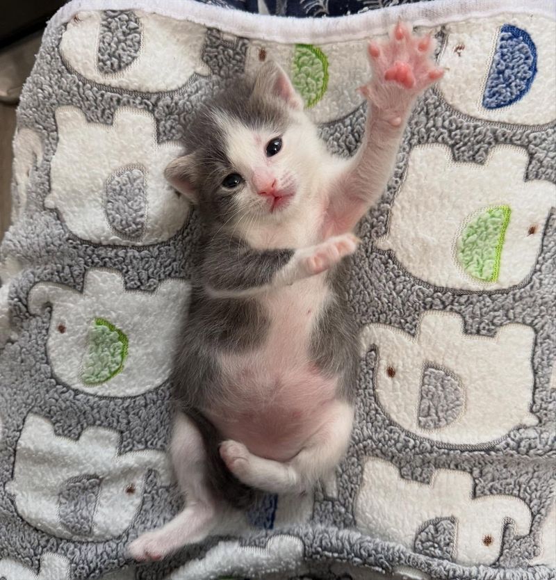 kitten paw round belly