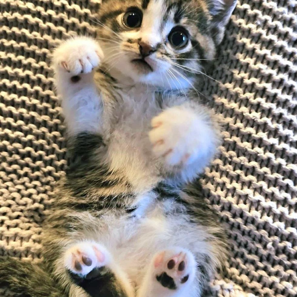 kitten paw toe beans