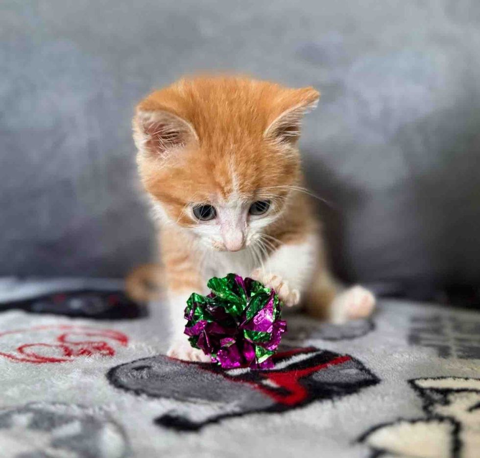 kitten paws playful toy