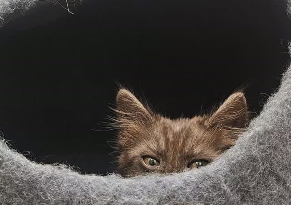 Kitten peeking out from inside a fuzzy gray cat bed, only ears and eyes visible.