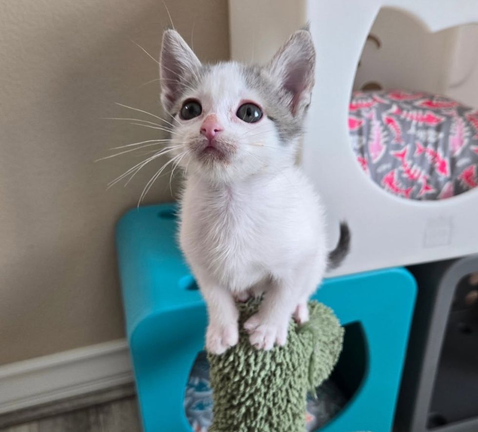 kitten perch post
