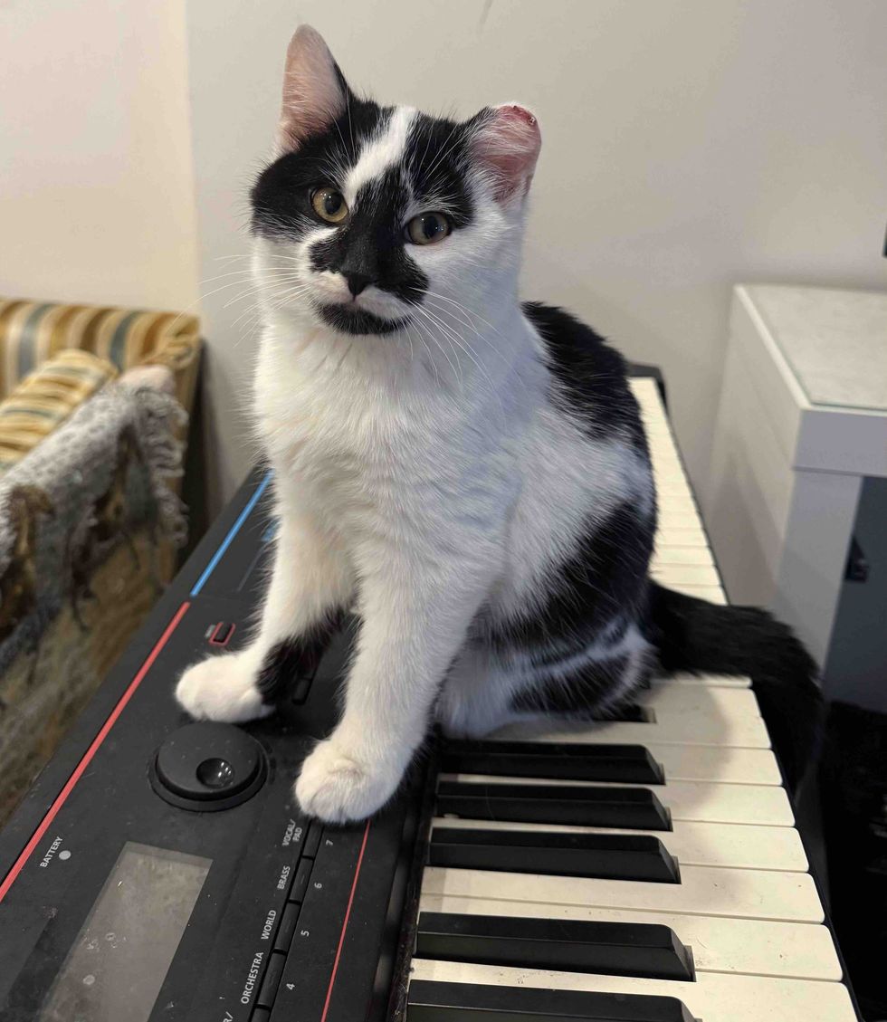 kitten piano keys