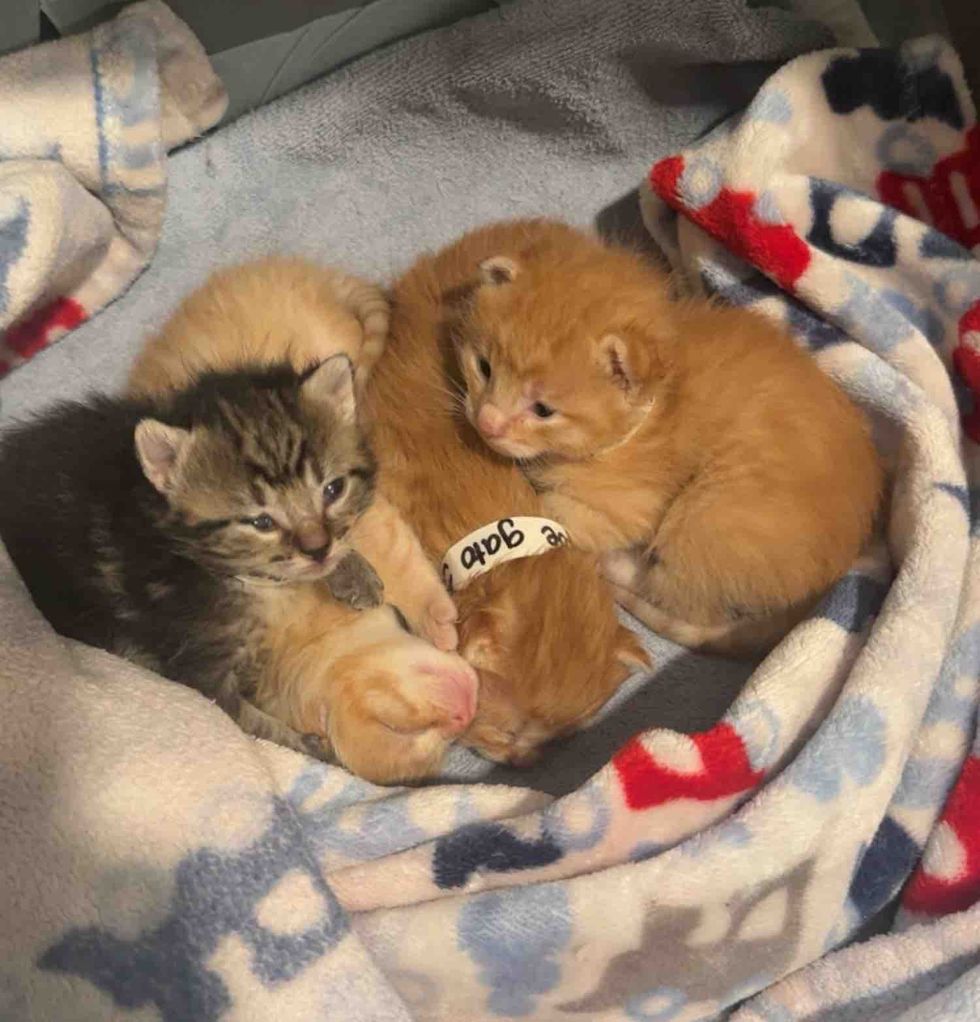 kitten pile sleeping