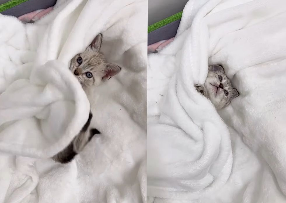 kitten play blankets