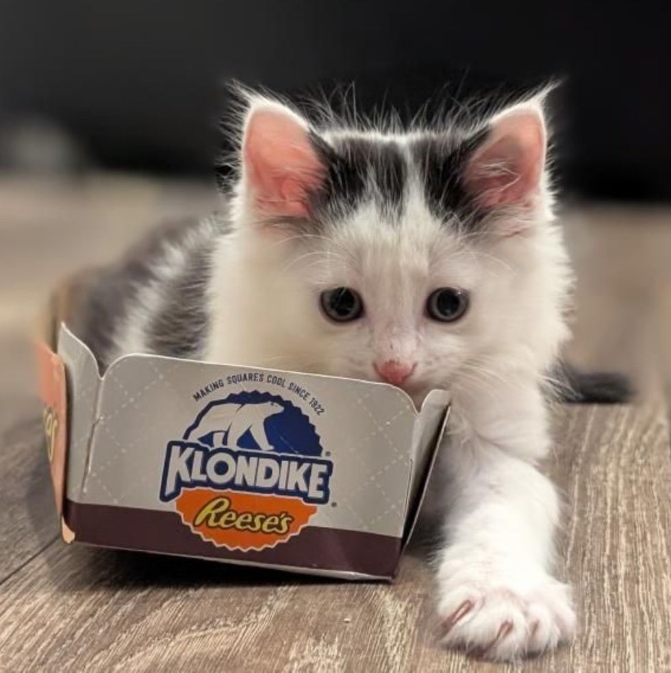 kitten playful box