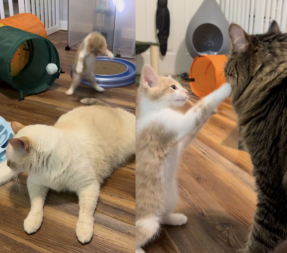 kitten playful cats