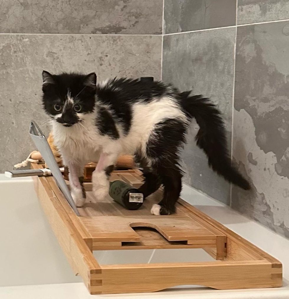 kitten playful cow kitty