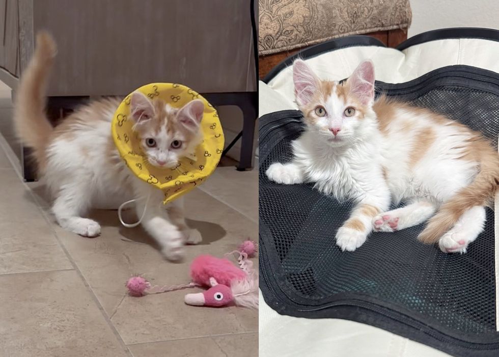 kitten playful happy