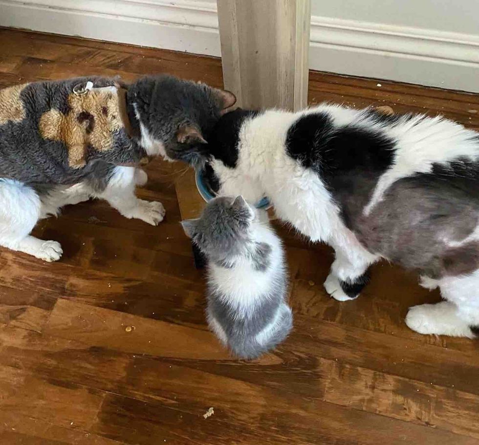 kitten playful resident cats