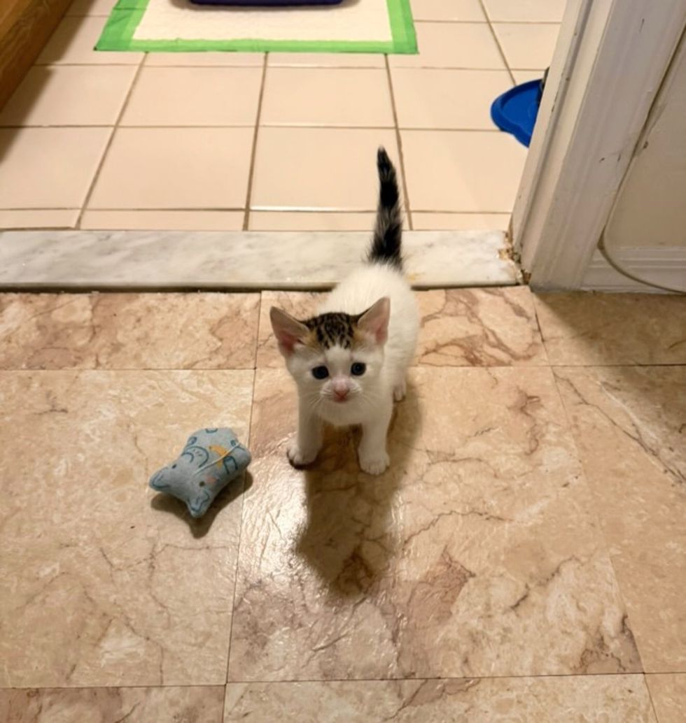 kitten playful toy