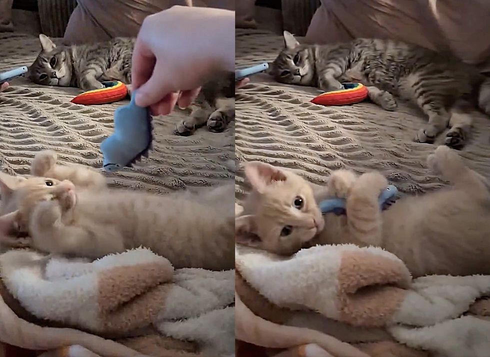 kitten playful toys