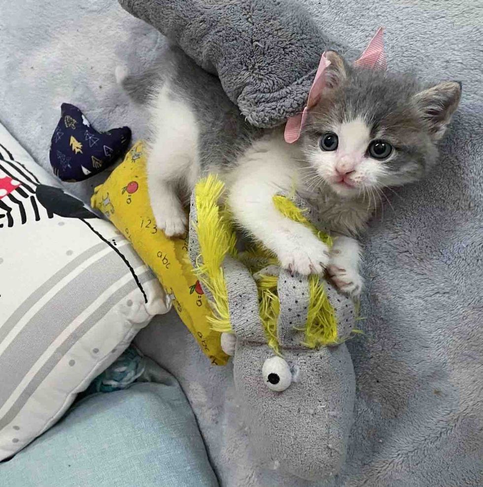 kitten playful toys