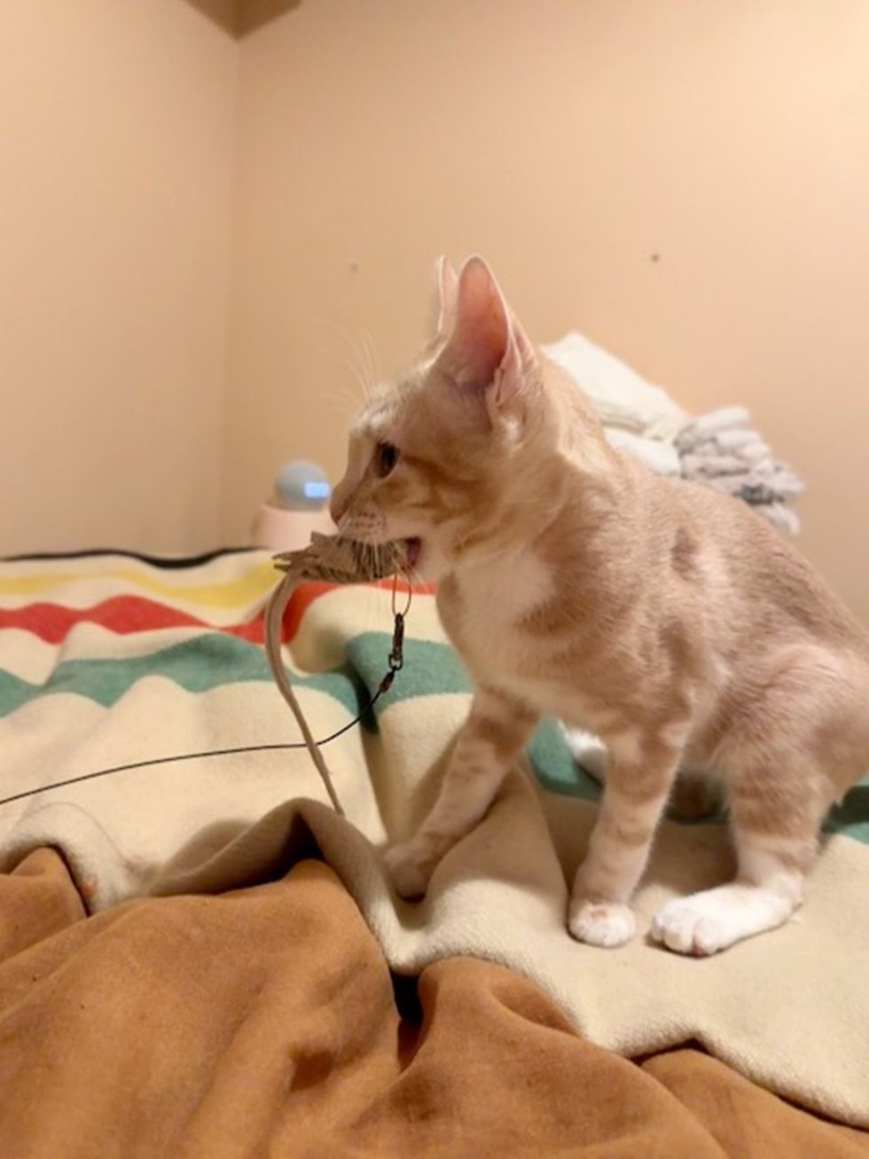 kitten playing with a string toy