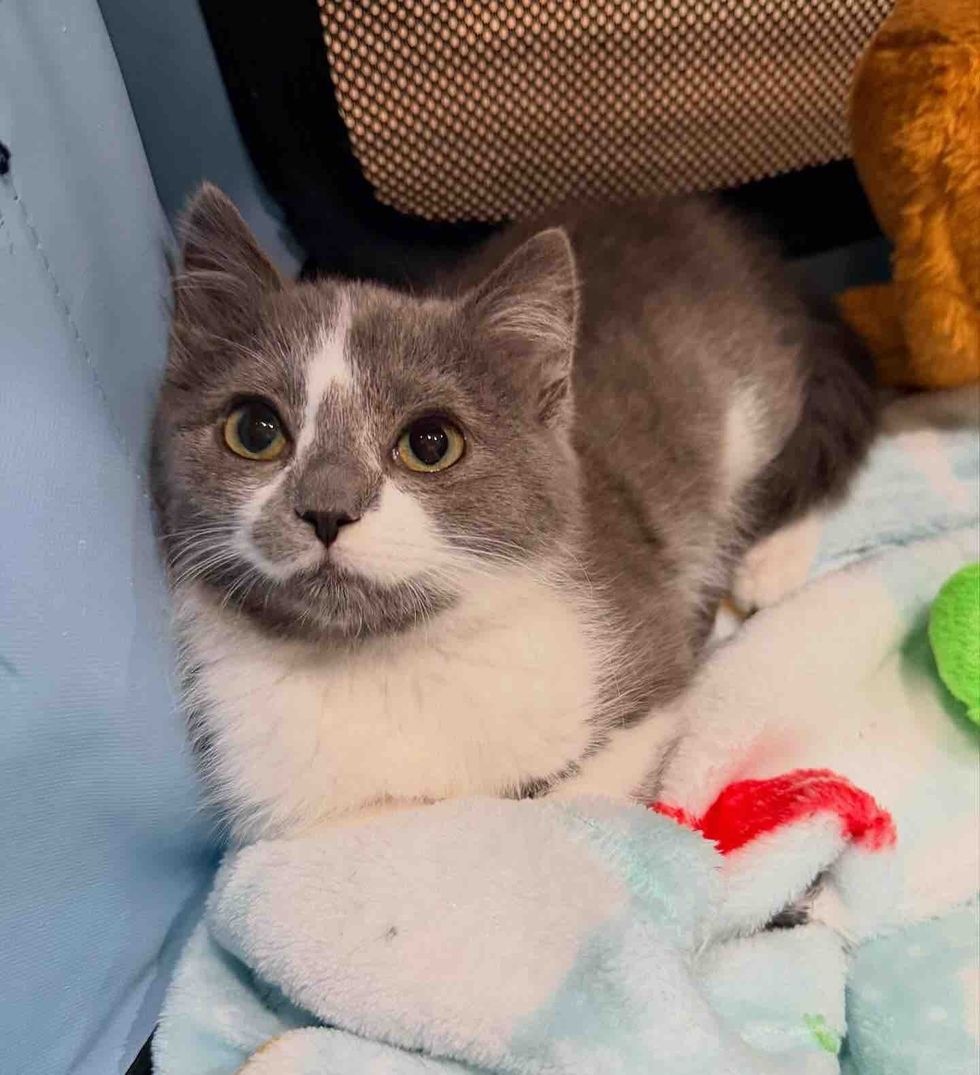 kitten playpen learning trust