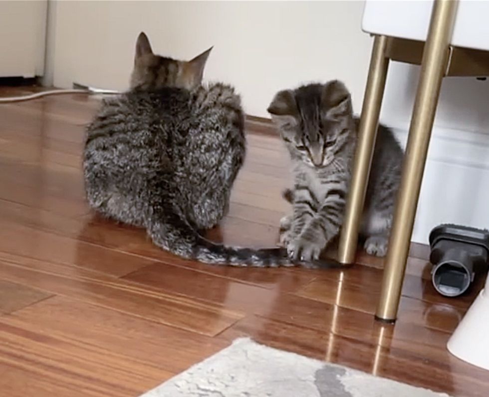 kitten plays cat tail