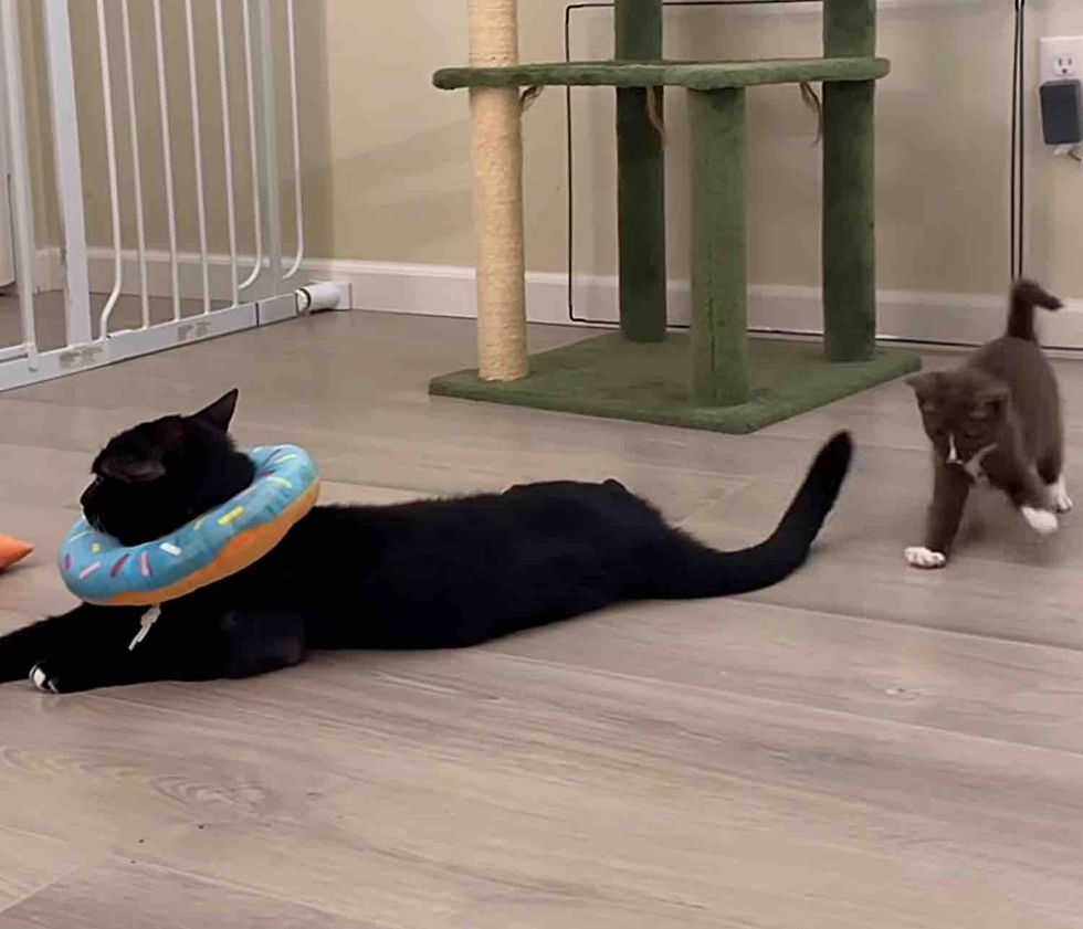 kitten plays cat tail