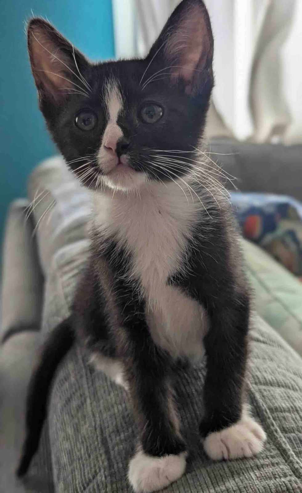 Kitten posing on top of couch happy