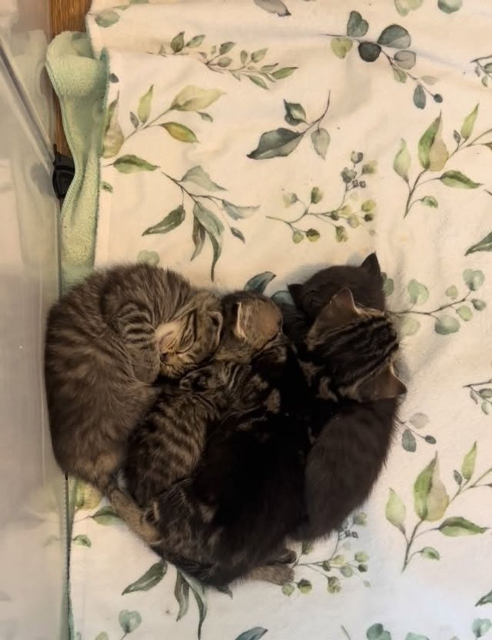 kitten puddle in shape of heart