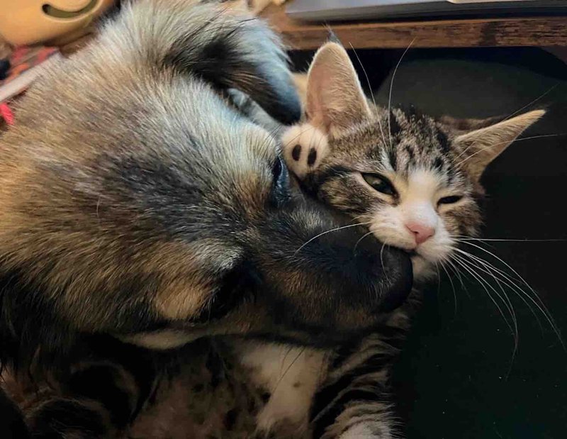 kitten puppy friends