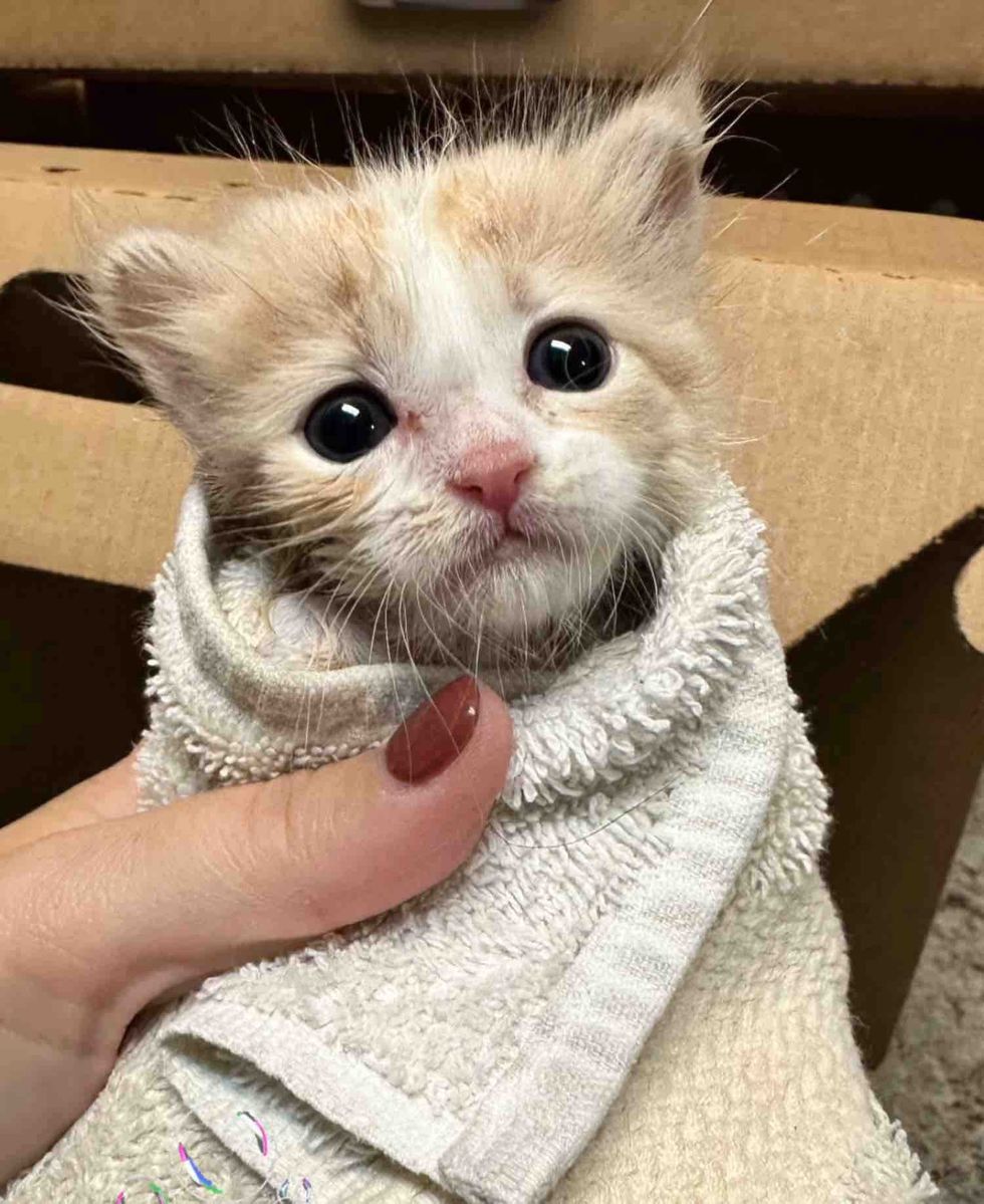 kitten purrito after bath