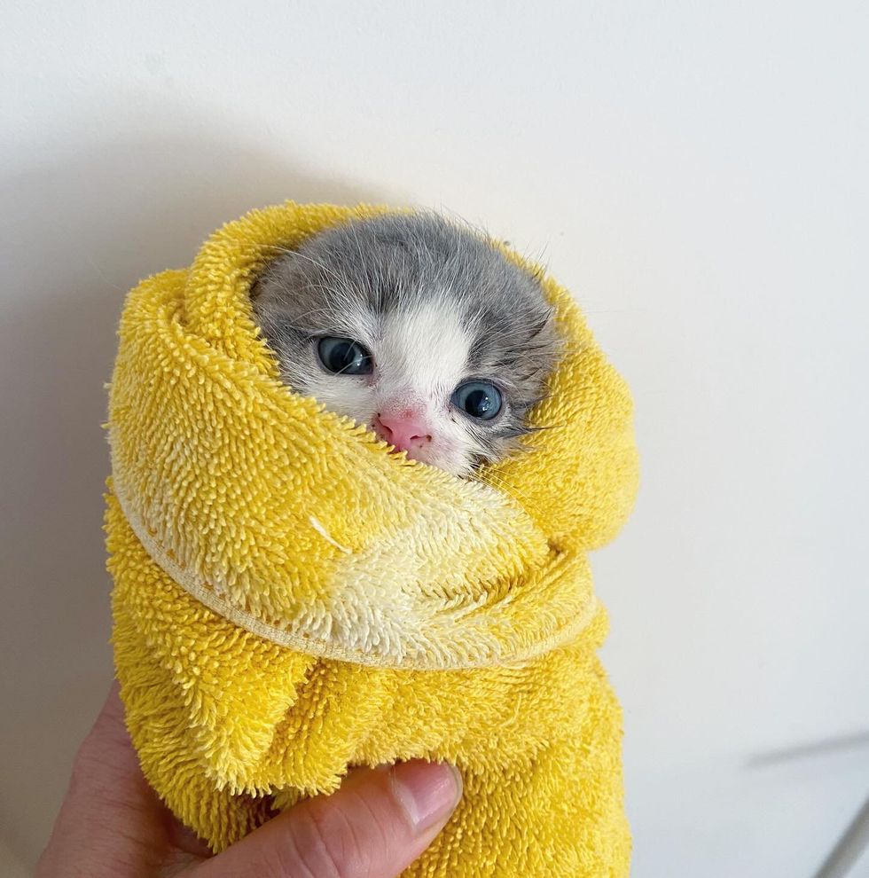 kitten purrito clean