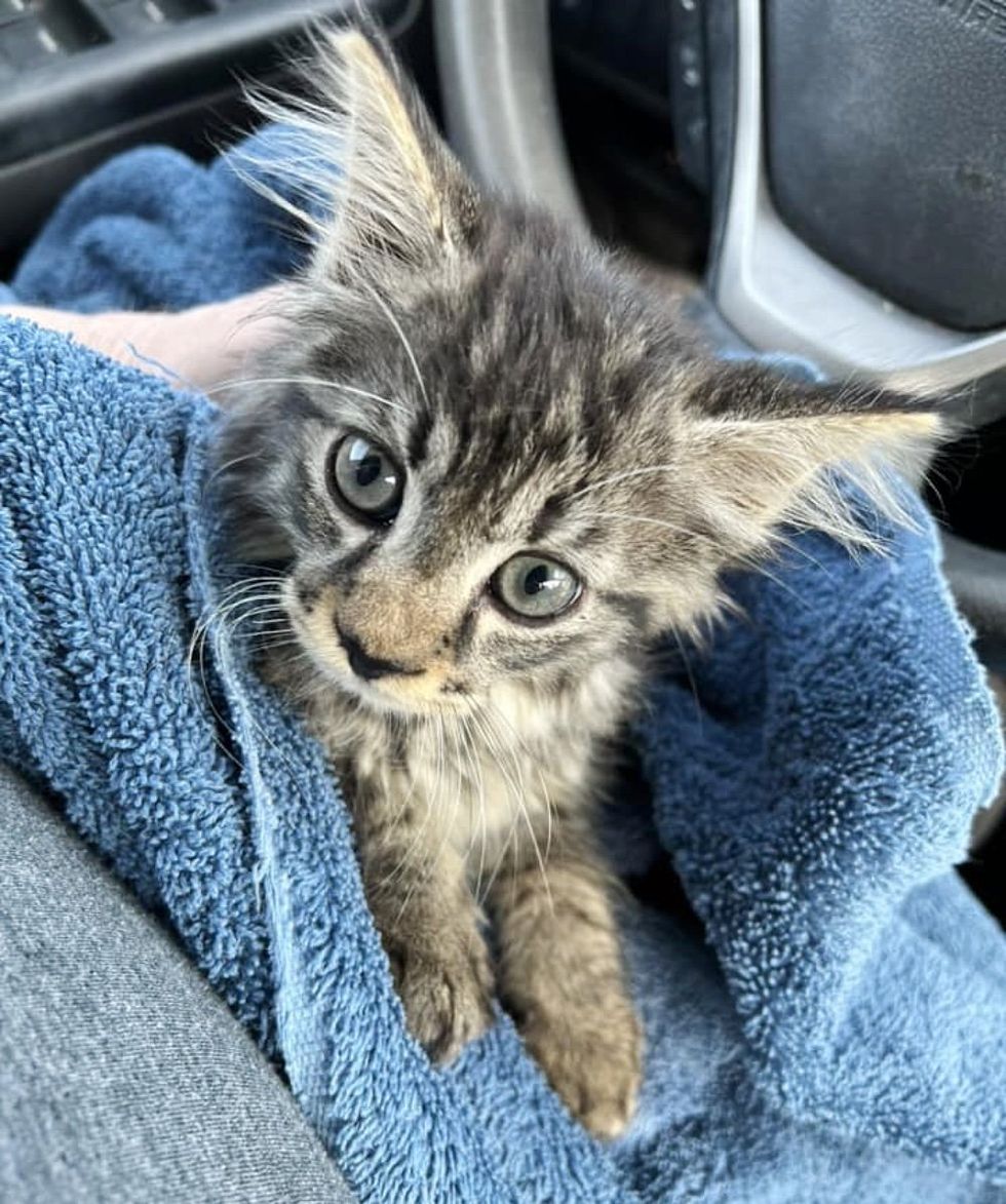 kitten purrito cuddles