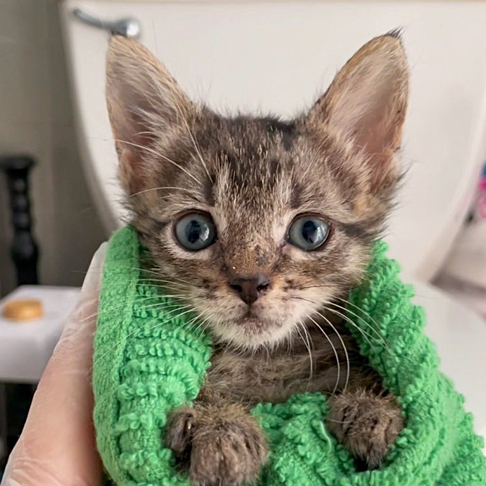 kitten purrito tabby
