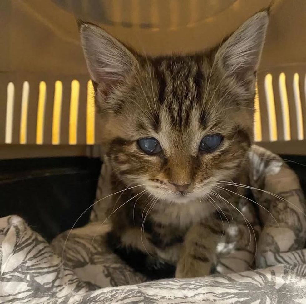 Kitten recovering from illness