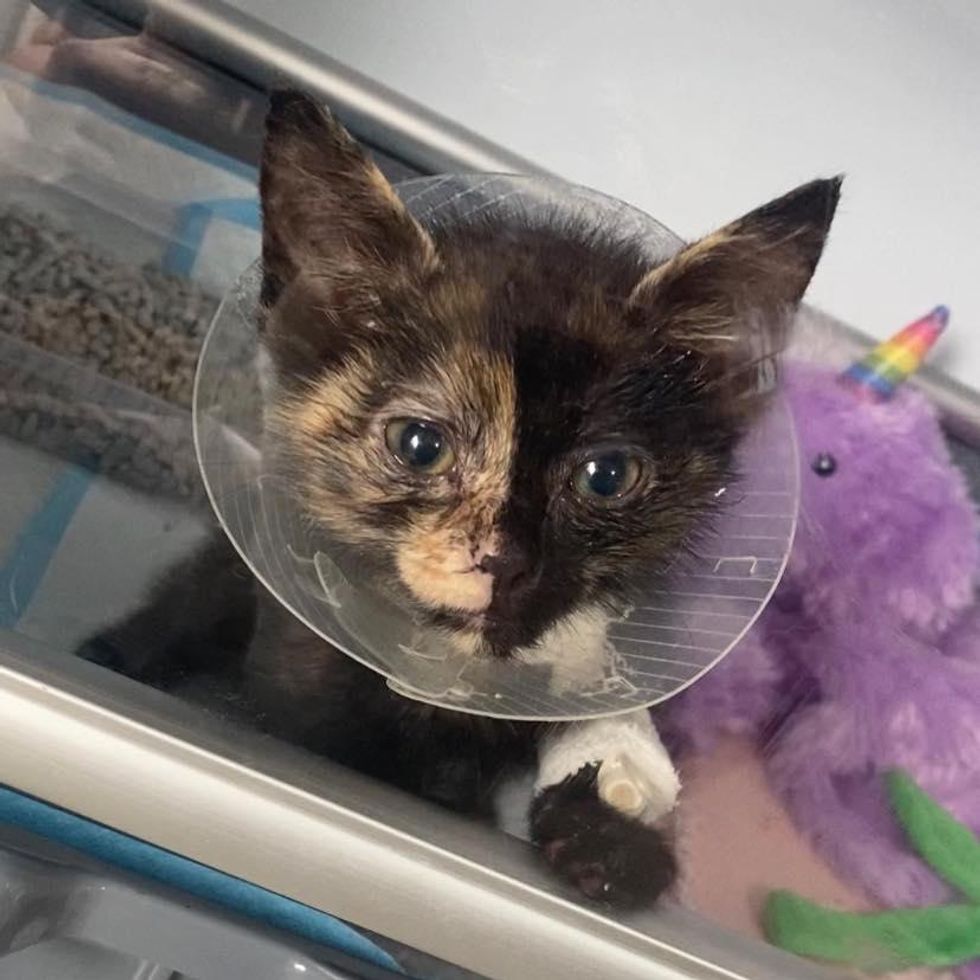 kitten recovering