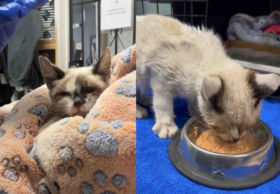 kitten regains strength appetite