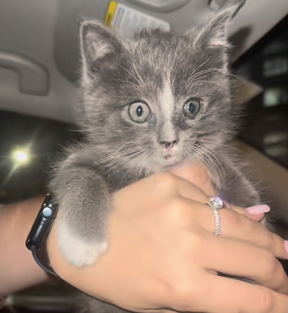 kitten rescue car