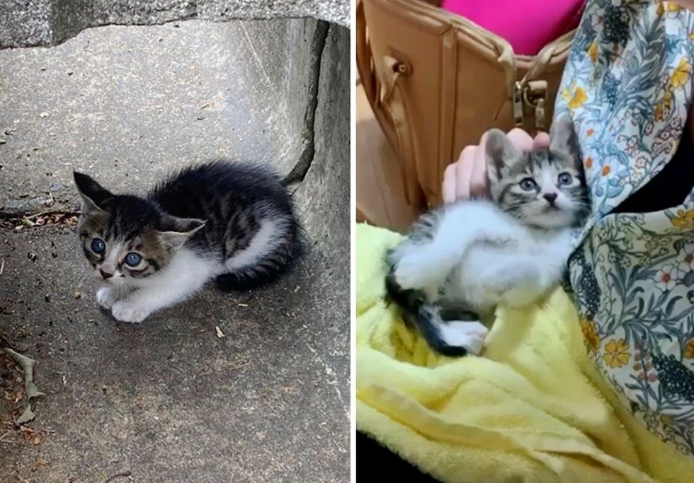 kitten rescue, drainage ditch, road