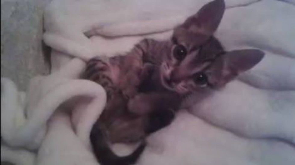 kitten rescued from roadside found love