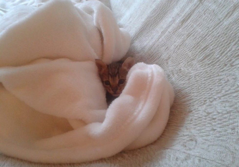 kitten rescued from roadside found love