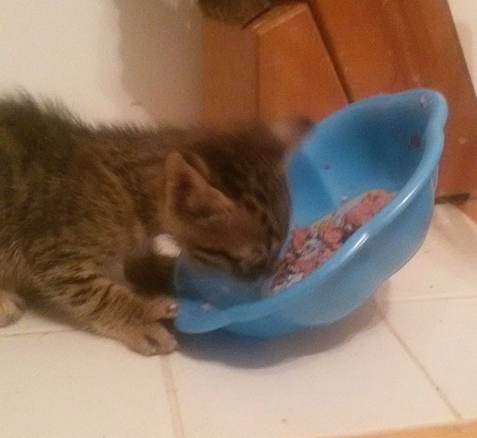 kitten rescued from roadside found love