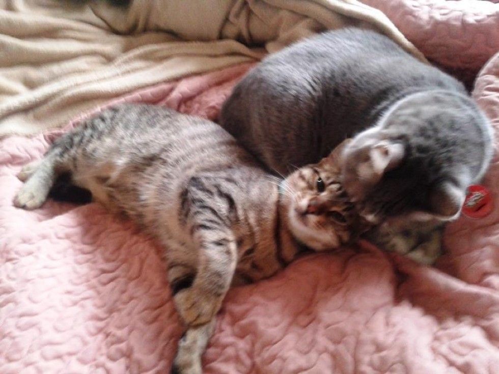 kitten rescued from roadside found love