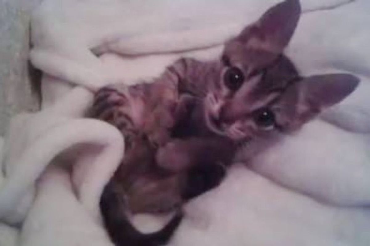 kitten rescued from roadside found love