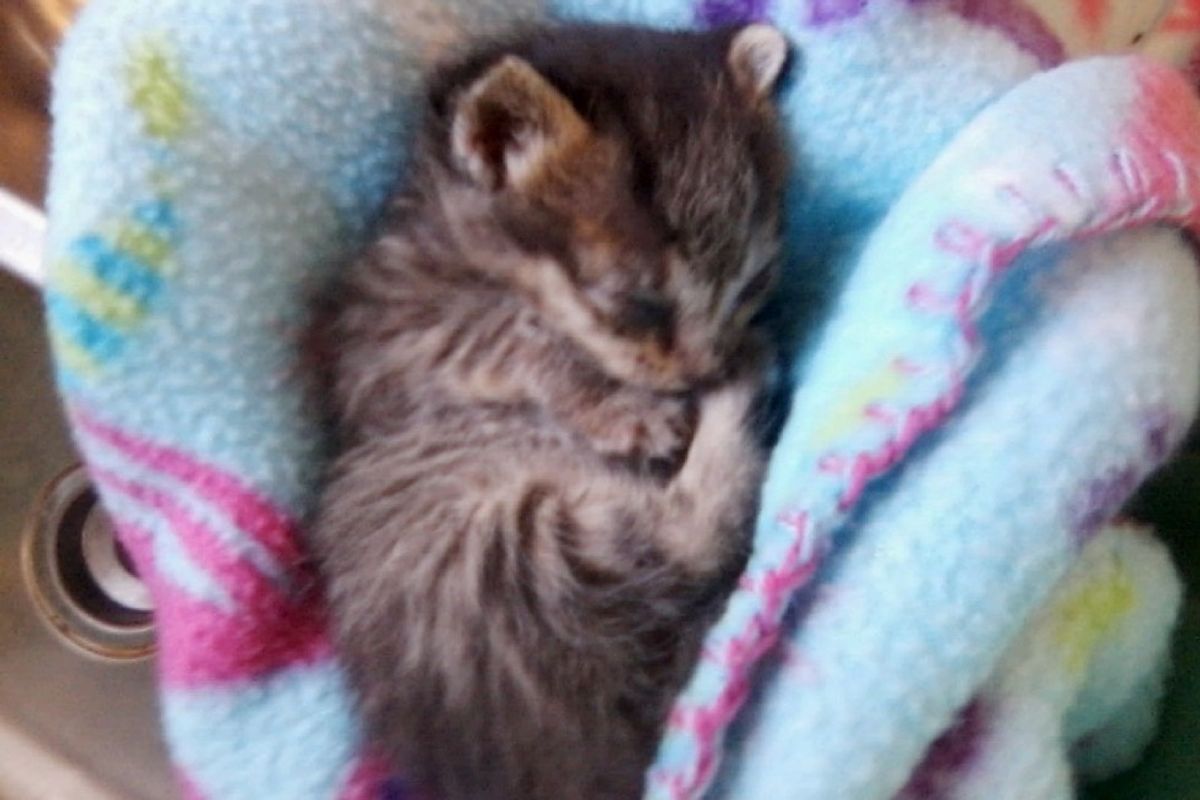 kitten rescued from roadside recovery
