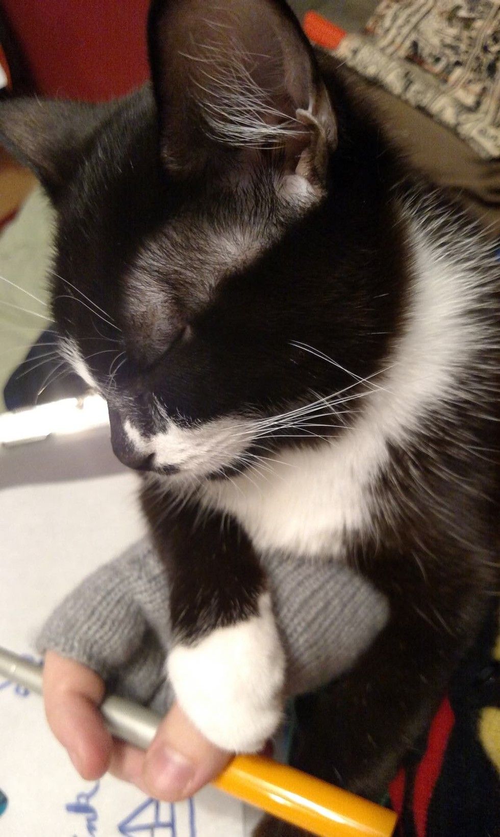 kitten rescued on driveway, 8 months later sleeping