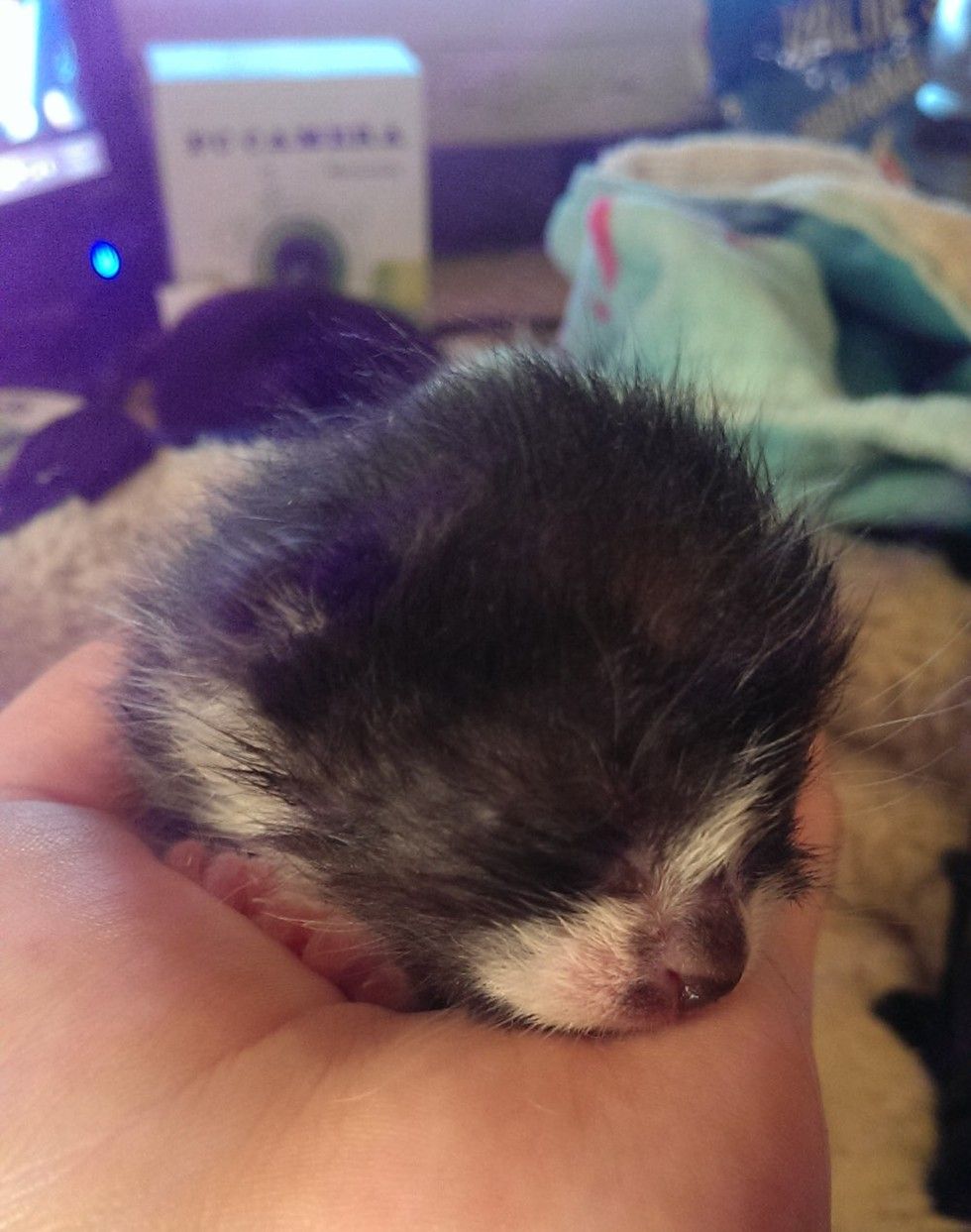 kitten rescued on driveway, 8 months later