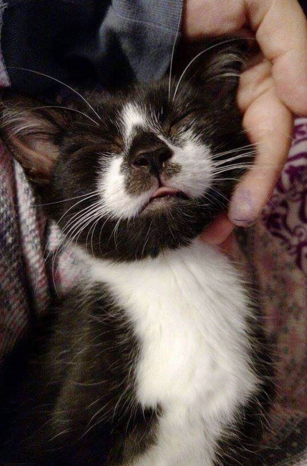 kitten rescued on driveway, 8 months later