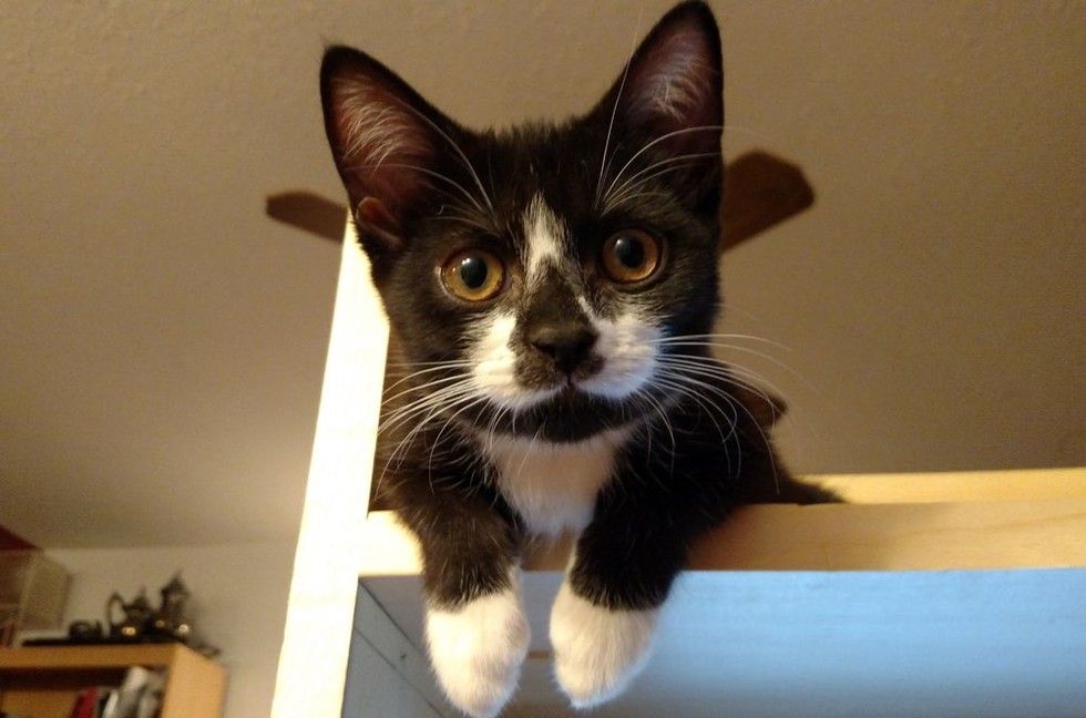 kitten rescued on driveway, 8 months later