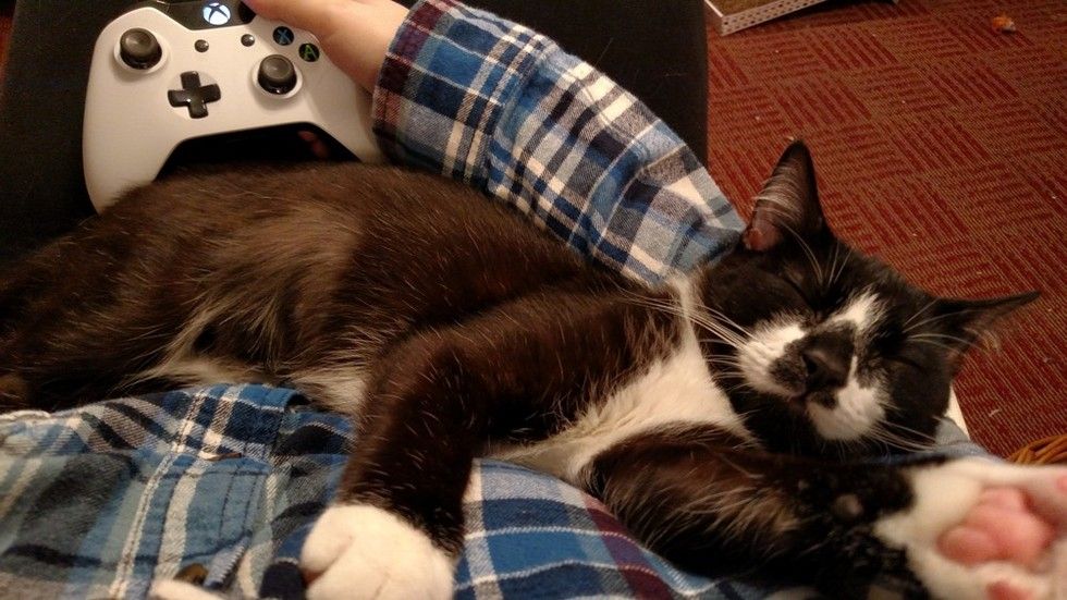 kitten rescued on driveway, 8 months later