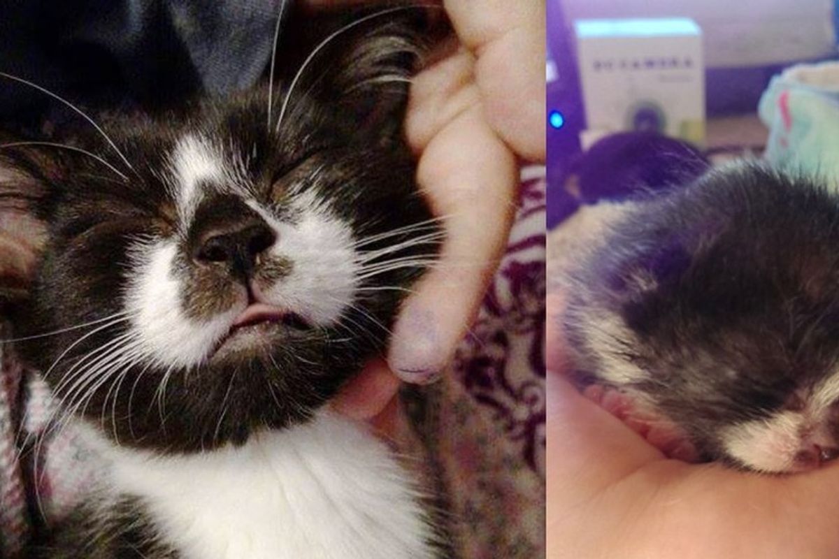 kitten rescued on driveway, 8 months later
