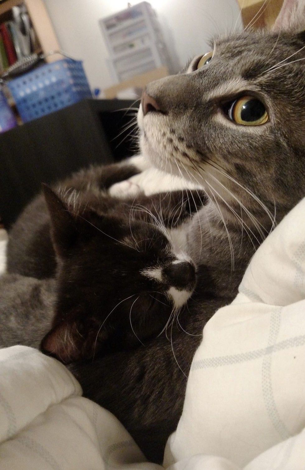 kitten rescued on driveway best friends cuddling